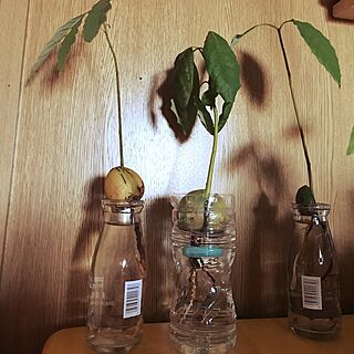 机/アボカド水栽培/かわいい♥︎/アボカドの種/アボカド育ててます。...などのインテリア実例 - 2017-05-03 17:07:37