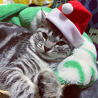 猫ですいません/クリスマス/ねこと暮らす。/耳立ちスコのルイ☆/こたつのある暮らし...などのインテリア実例 - 2021-12-25 18:19:53