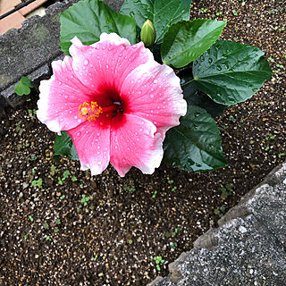 花壇/ハイビスカスが咲きました。/庭/玄関/入り口のインテリア実例 - 2020-10-15 16:34:16