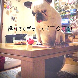 机/フレンチブルドック/愛犬/ペットインテリアのインテリア実例 - 2014-06-23 23:19:32