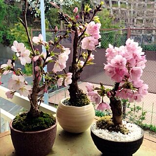 植物/ミニ盆栽のインテリア実例 - 2015-04-05 00:03:03