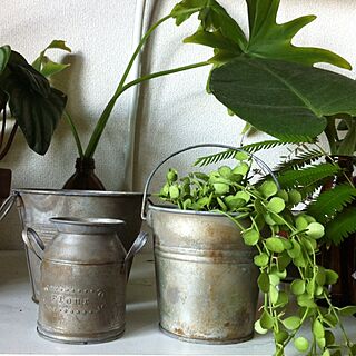 棚/鈍色/植物のある部屋/植物/ブリキ...などのインテリア実例 - 2013-09-21 12:38:57