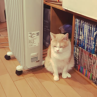 デロンギオイルヒーター 猫と暮らすのインテリア実例 Roomclip ルームクリップ