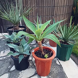 最近の戦利品/植中毒/4枚投稿/複数枚投稿/植物のある暮らし...などのインテリア実例 - 2023-05-30 19:14:40