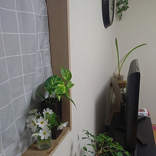 壁/天井/グリーンのある暮らし/植物のある暮らし/窓際ディスプレイ/観葉植物のある暮らし...などのインテリア実例 - 2020-10-29 20:20:07