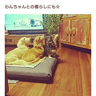 ベッド周り/ネィティブにも憧れる。/やっぱりブルーが好き♡/グリーンのある暮らし/ペットと暮らす家...などのインテリア実例 - 2016-12-08 16:37:50