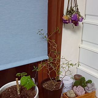 部屋全体/観葉植物のインテリア実例 - 2017-04-04 22:25:33