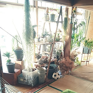 棚/観葉植物/縁側/cafe風/NO GREEN NO LIFE...などのインテリア実例 - 2018-01-21 08:21:00