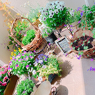 ニトリ2019ベランダガーデンモニター/ベランダガーデン/ニトリ/ベランダのお花/植物のある暮らし...などのインテリア実例 - 2019-04-22 11:17:35