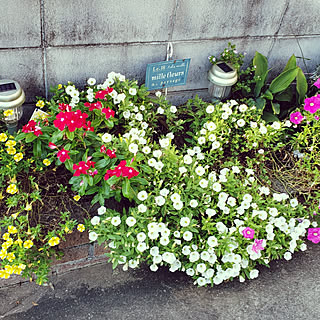 玄関/入り口/カメラマークを消したくて/花壇の花/ペチュニア大好き/わさわさなってきました...などのインテリア実例 - 2019-07-28 17:46:29