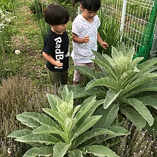 部屋全体/バーバスカム/インテリアじゃなくてごめんなさい/連投すみません/中古を買ってリノベーション...などのインテリア実例 - 2017-05-27 09:24:26