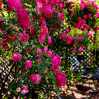 蔓薔薇/庭/おうちカフェ/癒しの空間/花のある暮らし...などのインテリア実例 - 2020-05-13 09:03:24