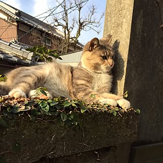 玄関/入り口/ねこ/朝から/植物/我が家の庭のインテリア実例 - 2015-03-17 07:31:20