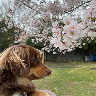 桜/おうち時間/チワックス/部屋全体のインテリア実例 - 2022-04-04 21:01:24