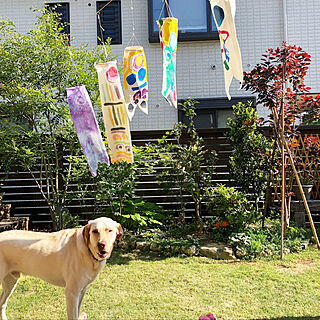 犬/鯉のぼり/庭のインテリア実例 - 2019-07-02 10:23:36