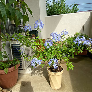 空き地から来てくれた/玄関の花/ルリマツリのその後/ルリマツリ/団地...などのインテリア実例 - 2020-07-22 09:13:55