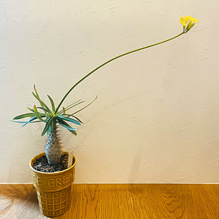 玄関/入り口/グリーンのある生活/塊根植物グラキリス/塊根植物/塊根植物のある暮らし...などのインテリア実例 - 2024-03-01 13:16:15