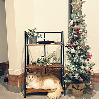玄関/入り口/猫/クリスマスツリーのインテリア実例 - 2023-11-25 12:48:07