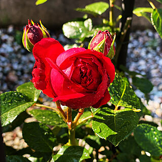 薔薇好き/ばらが咲きました♡/薔薇のある暮らし/玄関/入り口のインテリア実例 - 2020-04-29 09:02:50