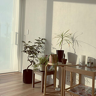 窓際/グリーンのある暮らし/IKEA/シェフレラ/植物のある暮らし...などのインテリア実例 - 2019-03-11 20:34:38