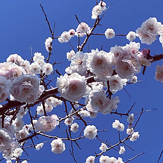 桜/ひな祭り/素敵な出会いに感謝♡/RCの出会いに感謝♡/いいね！ありがとうございます♪...などのインテリア実例 - 2023-03-04 10:32:08