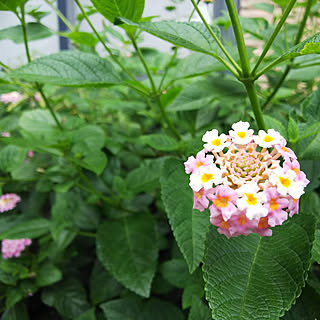 初秋の庭/ランタナ七変化/台風に備えて/被害がありませんように…/宿根草の庭...などのインテリア実例 - 2019-10-11 22:48:36