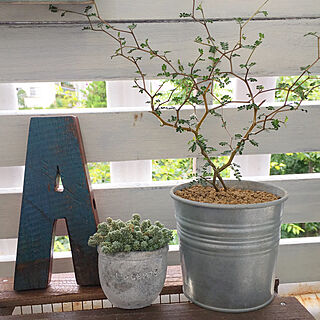 IKEA/ブリキの鉢/アルファベットオブジェ/観葉植物のある暮らし/観葉植物...などのインテリア実例 - 2018-07-07 18:00:42