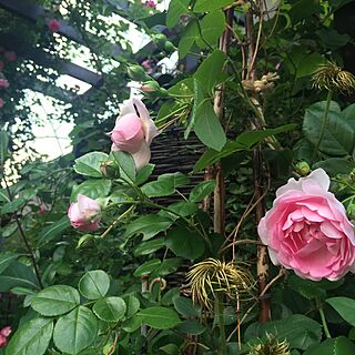 玄関/入り口/ジャスミーナ/薔薇/玄関アプローチ/薔薇が好き...などのインテリア実例 - 2016-05-15 18:19:34