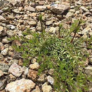 野良多肉/多肉植物/多肉の地植え/壁/天井のインテリア実例 - 2017-03-22 15:07:25