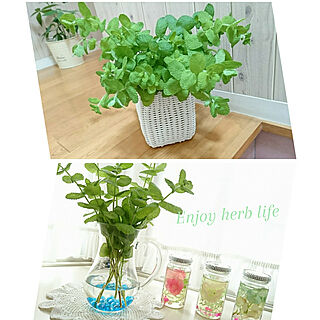 ハーブ 虫対策のおしゃれなアレンジ 飾り方のインテリア実例 Roomclip ルームクリップ