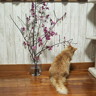 リビング/緋寒桜/桜祭り/猫と暮らすのインテリア実例 - 2022-01-15 21:28:18