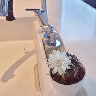 キッチン/花のある暮らし/サボテンの花/自動水栓のインテリア実例 - 2023-05-20 16:05:26