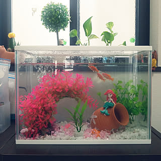 金魚水槽のおしゃれなアレンジ 飾り方のインテリア実例 Roomclip ルームクリップ