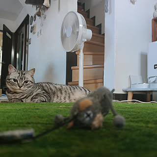 ねこ/ねこが好き/ねこのいる風景/ねこのいる日常/眠いです...などのインテリア実例 - 2022-06-26 06:45:50