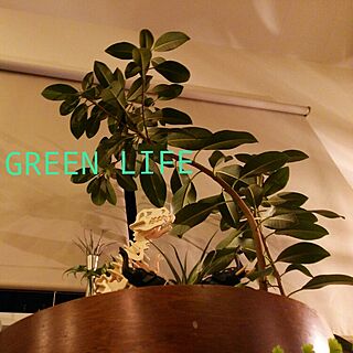 壁/天井/光と影/照明/植物/green...などのインテリア実例 - 2015-03-07 20:49:58