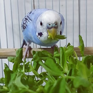 壁/天井/インテリアじゃなくてごめんなさい/賃貸でも楽しく♪/インコと暮らす家/インコ...などのインテリア実例 - 2017-05-03 11:59:13