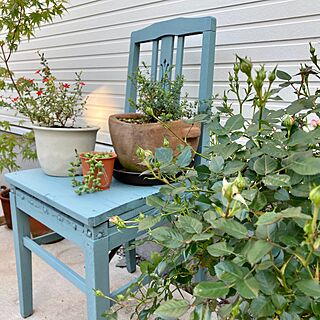 夕陽が差し込む庭/連投失礼します/昭和初期の椅子ブルーに塗りました/香りの良いバラのインテリア実例 - 2022-05-12 20:58:49