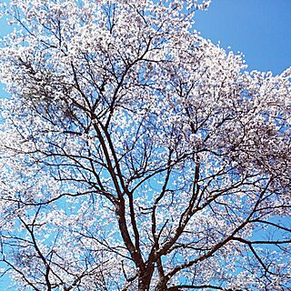 玄関/入り口/我が家の桜/お庭/アメブロやってますのインテリア実例 - 2015-04-02 13:31:19