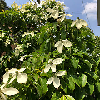 常緑ヤマボウシ/玄関/入り口/植物のある暮らし/庭/花のある暮らし...などのインテリア実例 - 2020-06-09 12:47:36