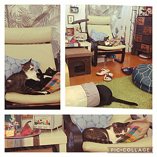 ミースケが好きなのん/ねこのいる風景/黒猫ミースケ/IKEAの椅子と机/ダイソー布のクッションカバー...などのインテリア実例 - 2021-08-21 07:26:01
