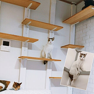 猫と暮らす家/ねこと暮らす/オフェーリア/IKEA/ねこのいる日常...などのインテリア実例 - 2023-02-24 20:50:30