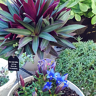 玄関 入り口 ムラサキオモトのインテリア実例 Roomclip ルームクリップ