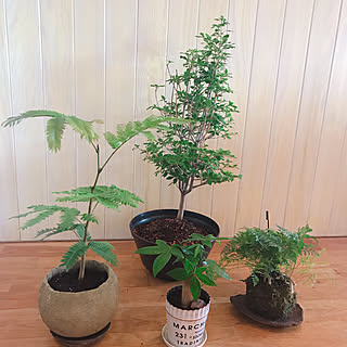 ダイソー観葉植物/100均観葉植物/パキラ/苔玉/常盤忍...などのインテリア実例 - 2021-05-17 10:22:03