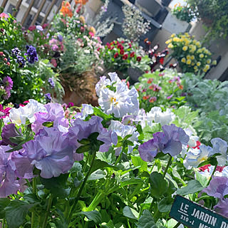 植物のある暮らし/ベランダのお花/ガーデニング大好き/お花大好き♡/minneやってます...などのインテリア実例 - 2021-04-02 21:38:07