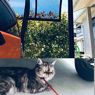 夏の日差し対策/庭の垣根/ガレージのある家/猫のいる日常/ネコ♡のインテリア実例 - 2019-05-24 12:32:34