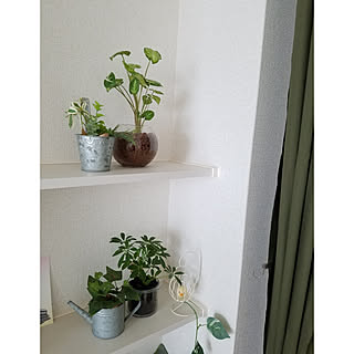 棚/観葉植物/フェイクグリーン/土なしで育てる観葉植物/水だけで生きてる...などのインテリア実例 - 2020-03-15 11:16:50