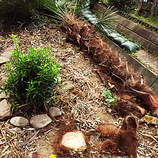 部屋全体/棕櫚/観葉植物/昭和の家/古道具のある暮らし...などのインテリア実例 - 2018-04-04 10:03:15