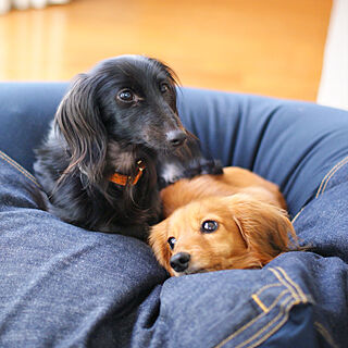 ビーズクッションのある暮らし/ビーズクッション/小さいお家/犬と暮らす/無印良品...などのインテリア実例 - 2020-06-25 19:45:25