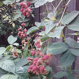 机/ブラックベリー/梅雨/庭の花/Mygarden...などのインテリア実例 - 2017-07-04 08:55:56