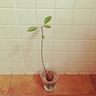 アボカド育ててます。/アボカド水栽培のその後/アボカド/アボカド水栽培/植物...などのインテリア実例 - 2015-08-08 12:26:25